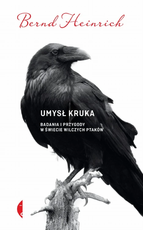 Umysł kruka badania i przygody w świecie...
