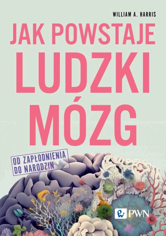 Jak powstaje ludzki mózg. Od zapłodnienia do...
