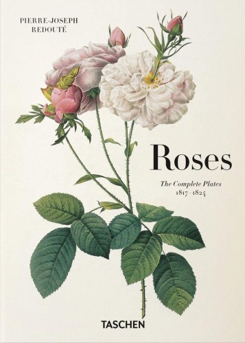Redoute. Roses wer. angielska