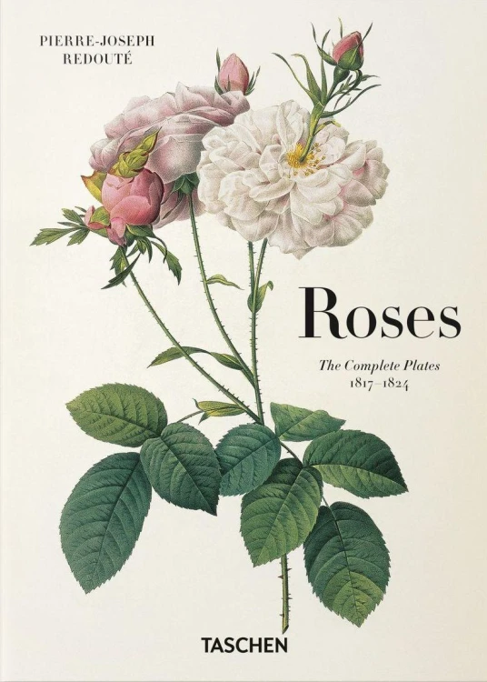 Redoute. Roses wer. angielska